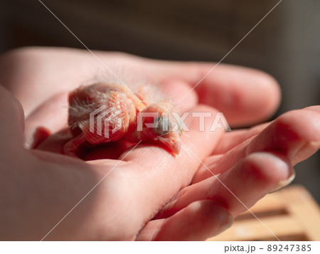 Newly hatched canary chick on a human palm will be warmed by love and the warmth of the sun. Spring replenishment in the family. Breeding of songbirds at home. 89247385