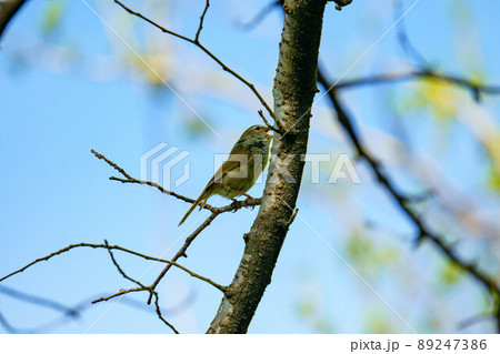 見つけにくい声の綺麗なウグイス 89247386