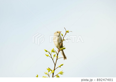 見つけにくい声の綺麗なウグイス 89247401
