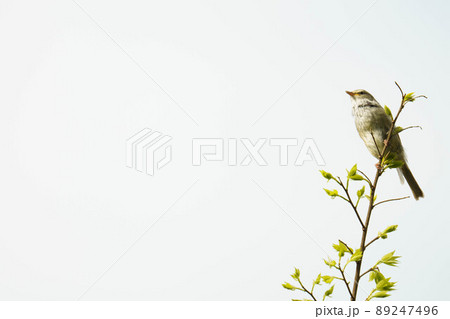 鳴き声が綺麗なウグイス 89247496