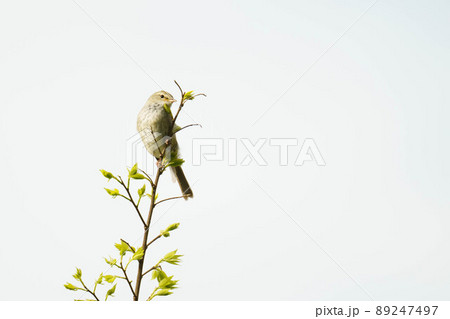 鳴き声が綺麗なウグイス 89247497