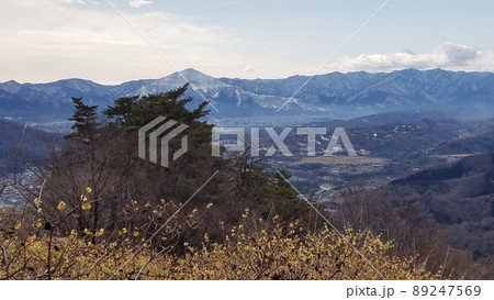 長瀞 宝登山山頂から眺める蠟梅と武甲山① 長瀞 宝登山山頂から眺める蠟梅と武甲山① 89247569