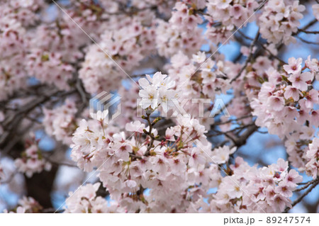 満開の桜 満開の桜 89247574