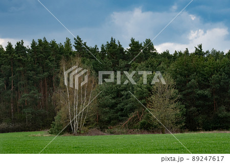 A small forest clearing A small forest clearing 89247617