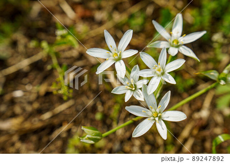 道端に咲く白いオオアマナの花 89247892