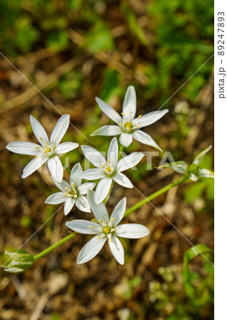 道端に咲く白いオオアマナの花 89247893