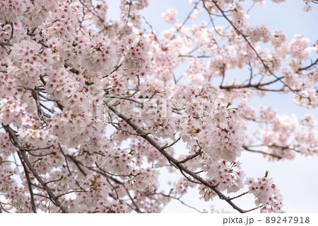 満開の桜 満開の桜 89247918