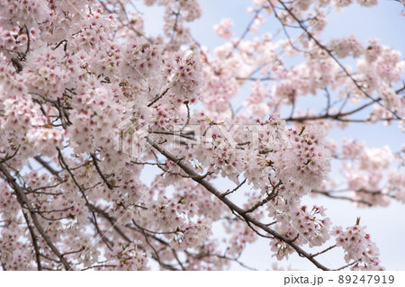 満開の桜 満開の桜 89247919