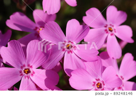 春の日本の公園に咲くピンク色の芝桜の花 春の日本の公園に咲くピンク色の芝桜の花 89248146