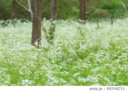 シャクの白い花ジュウタン シャクの白い花ジュウタン 89248253