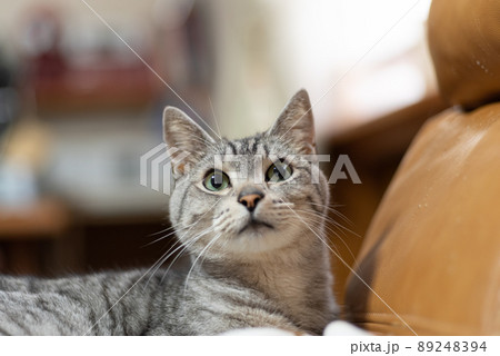 見つめる猫 サバトラ猫 見つめる猫 サバトラ猫 89248394