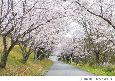 日の隈公園（神埼市）のサクラ 89248413
