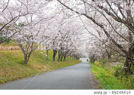 日の隈公園（神埼市）のサクラ 89248414