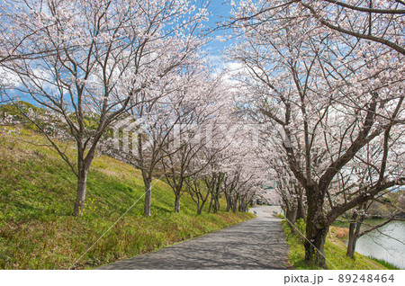 日の隈公園(神埼市)のサクラ 日の隈公園(神埼市)のサクラ 89248464
