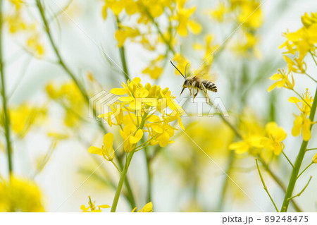 菜の花とマルハナバチ 菜の花とマルハナバチ 89248475