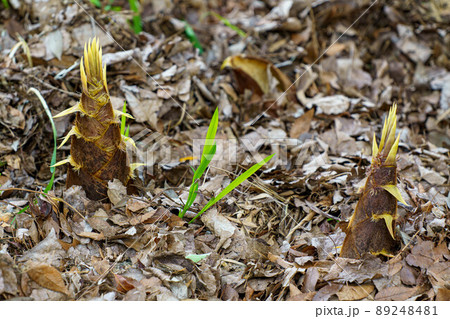 芽吹き始めた旬の食材タケノコ 芽吹き始めた旬の食材タケノコ 89248481