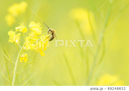 菜の花とマルハナバチ 89248652