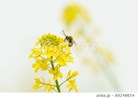 菜の花とマルハナバチ 菜の花とマルハナバチ 89248654