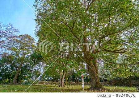 春の兵庫県洲本市の洲本城跡(南の丸) 春の兵庫県洲本市の洲本城跡(南の丸) 89248670