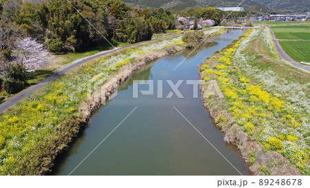 城原川と河川敷に咲く菜の花 89248678