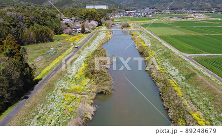 城原川と河川敷に咲く菜の花 89248679