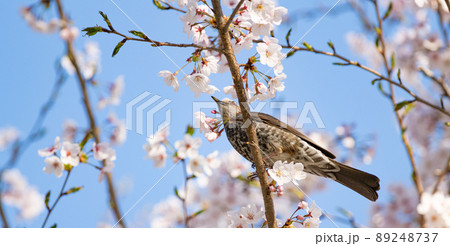 桜と野鳥 桜と野鳥 89248737