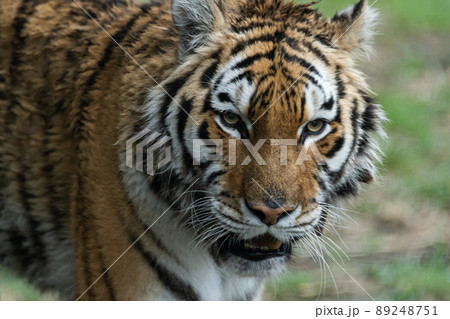 カッコいいトラ 89248751