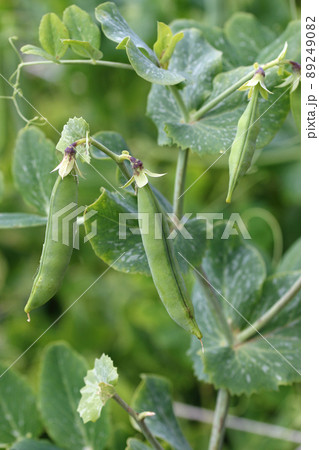 Ripe pea pods on a vine Ripe pea pods on a vine 89249082