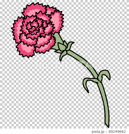 Pink carnation - Stock Illustration [89249662] - PIXTA