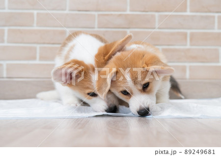 corgi diapers