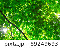 新緑の季節 89249693