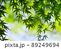新緑の季節 89249694