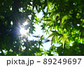 新緑の季節 89249697