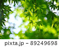 新緑の季節 89249698