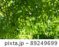 新緑の季節 89249699