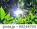 新緑の季節 89249700