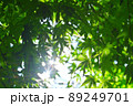 新緑の季節 89249701