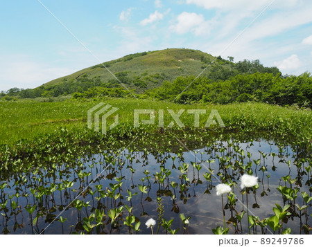 ワタスゲ咲く池塘 89249786