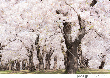 函館　五稜郭公園桜 89249872