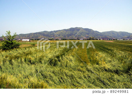風の吹く麦畑の風景 糸島市3 風の吹く麦畑の風景 糸島市3 89249981