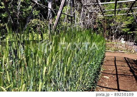 二条大麦 89250109