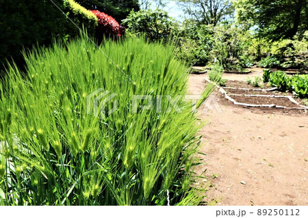 六条大麦 89250112