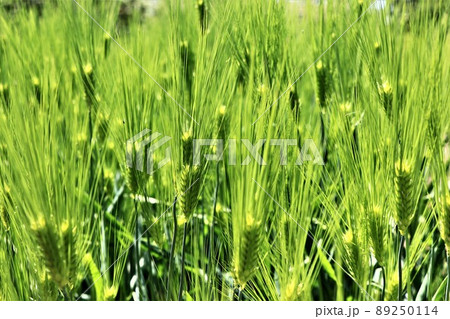 六条大麦 89250114