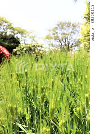 六条大麦 89250115