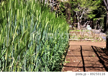 六条大麦 六条大麦 89250116