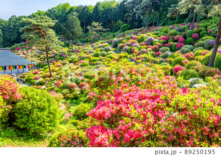 つつじ園と護摩堂 89250195