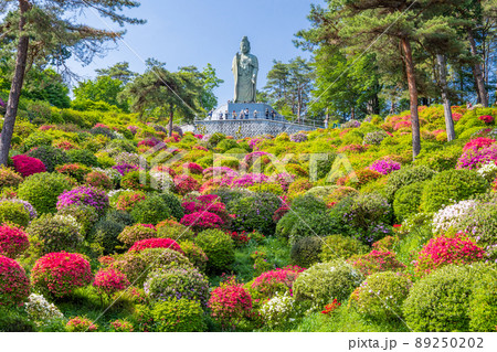 つつじ園と塩船平和観音 89250202