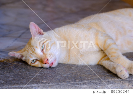 ワットポー(卧佛寺) (Wat Pho) バンコク 2022年4月撮影 89250244