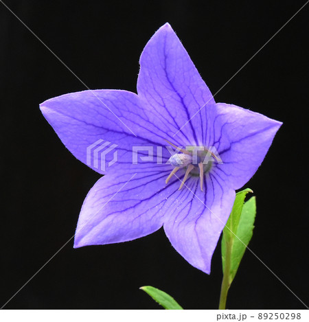 キキョウ　夏の花素材 89250298