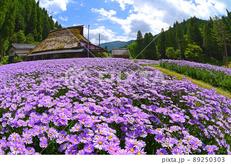 京都市左京区　北山友禅菊 89250303